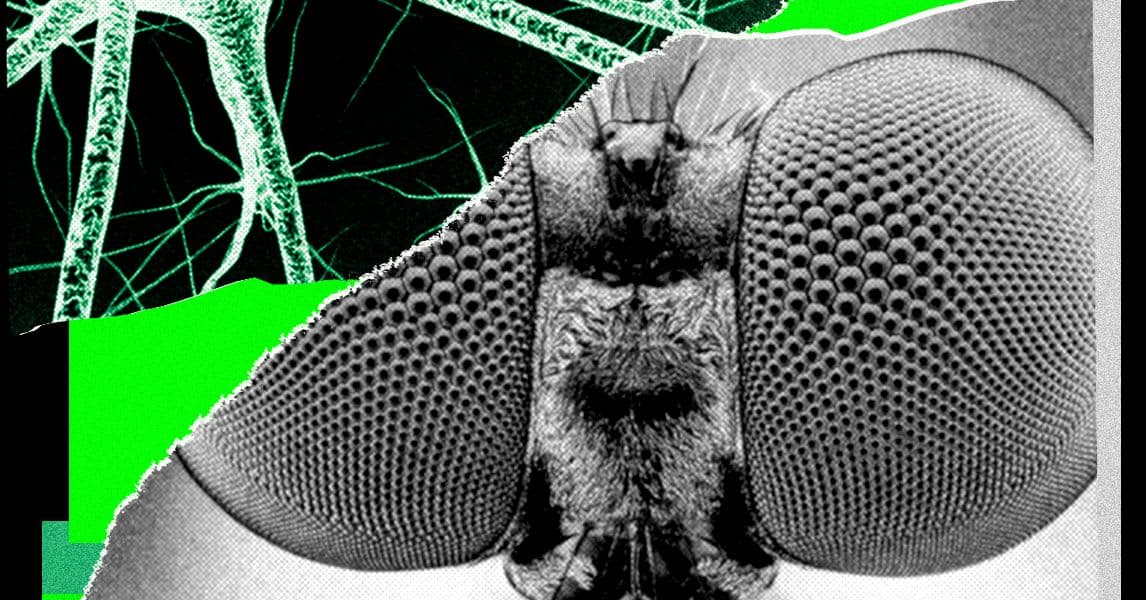AI Innovation: How We Used a Fruit Fly Brain to Generate Story Ideas
